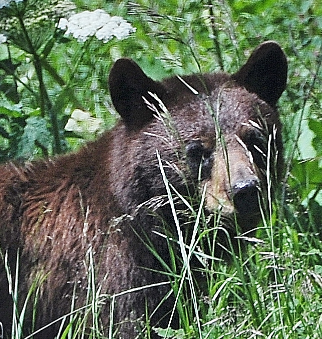 black bear mama